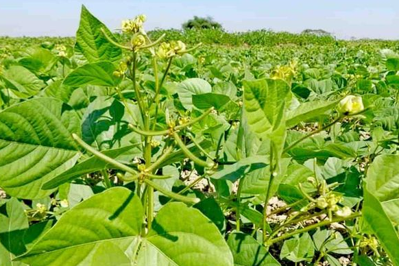 勃固省榜地县区今年冬季种植的黑麦豆超过规划面积