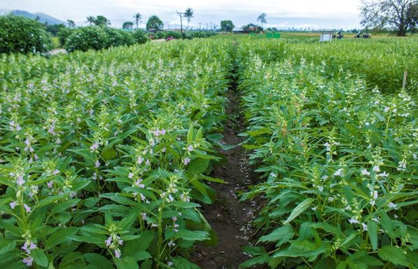 实皆省实皆县区现财年冬季已种植了油料作物冬芝麻4万多英亩