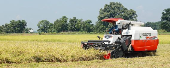 实皆省果林专区完成现财年雨季稻2.8万多英亩的收割工作